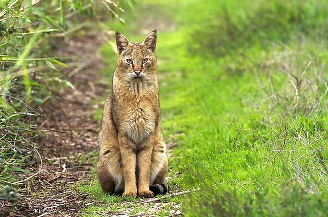 Кавказский Лесной Кот Фото